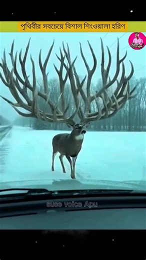 Discover the World's Largest Antlered Deer