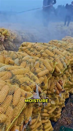 Hot Air Corn Drying Process. #AgricultureTech #FarmersLife | Modern Idea | Facebook
