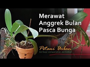 Merawat Anggrek Bulan Pasca Bunga atau Eks Rental