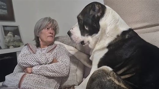 Dog Refuses to Stop Loving Grandparent in Sweet Video