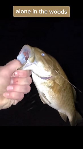 3.5K views · 97 reactions | Deep woods camping, bass catch and cook #camping #bushcraft #survival #fishing #catchandcook | Survival Life | Facebook