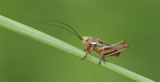 Very Large Insect Lands On Famous Singer Mid-Performance And It's Hilarious
