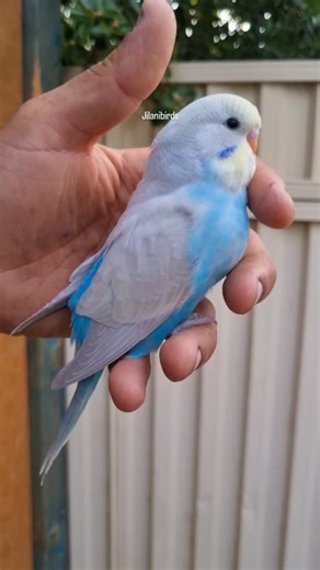 yellowface sky blue clearwing baby boy....🩵 #babybudgie #budgiereels #budgiebreeding #budgielove #budgie #budgiesofinstagram | Jilanibirds