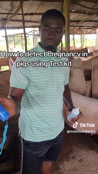 How to Detect Pregnancy in Pigs: Test Kit Guide