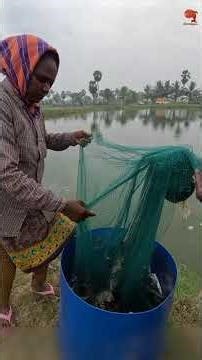 Big Vannamei Prawns Pond Catching #fishing #fishingvideo #fishingtime