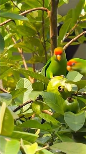 Very rare birds #trending #music #wildanimals #wildlife #birds