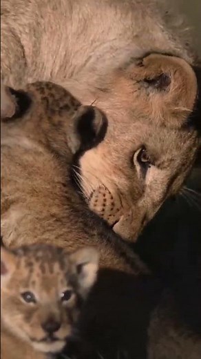 Lion Cubs: The Cutest Future Kings of the Wild 🦁✨
