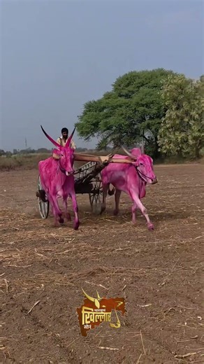 महाराष्ट्राच खिल्लार सोन