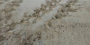 Tybee Island welcomes second loggerhead sea turtle nest of the season