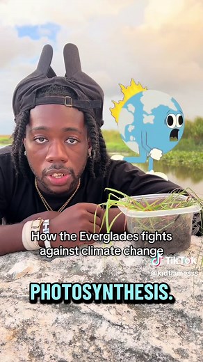 Did you know that the Everglades fights against climate change ? The ecosystem's ability to store tons of carbon that it intakes, reduces carbon in the atmosphere that contributes to climate change. #biologist #wetlands #climatechange #ecology #stem