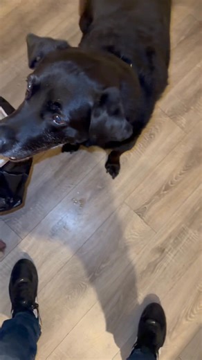 5.9K views · 19 reactions | Sausage vs retriever and Labrador | Rob Poole | Facebook