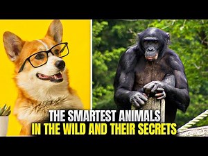 The Smartest Animals in the Wild And Their Secrets