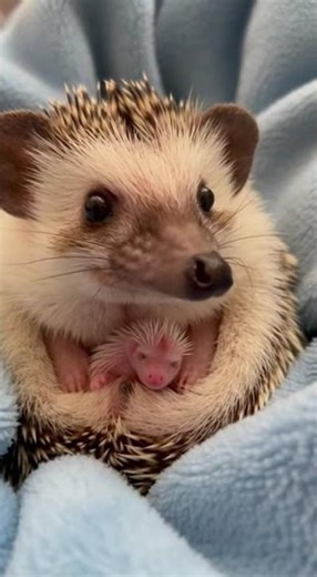 Mom Hedgehog & Baby Hoglet: This Adorable Moment Will Melt Your Heart!
