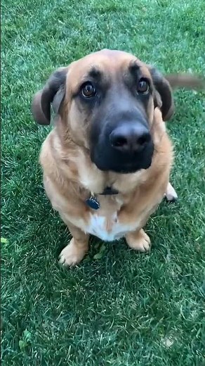 Meet Charlie, the beagle/German Shepherd mix #howidothings