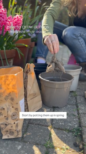 How to care for dahlias through the year: • pot them up into 15-20cm diameter pots using multipurpose compost between February and mid May. Grow them in a greenhouse or outside in a sunny position and protect from frost when needed. • water straight after planting, but not again until the soil feels quite dry. Water more frequently when they start to grow. • when they have grown to 20-30cm tall, transfer them into borders. • enjoy flowers between July-October, deadhead them regularly to encourag