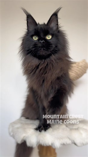 Anyone else think Amiya looks like the cat version Ash Ketchum? 😹 #mainecoon #pokemon #ash #cat