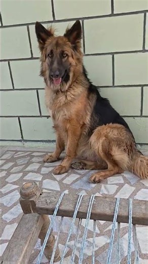 GSD Long Coat... #dog #germanshepherd