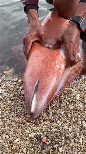 ​Incredible Giant Diamond Squid Cleaning Process | Fresh Seafood Preparation