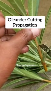 634K views · 6.3K reactions | #kaner #Oleander #cutting #propagation #plant #flowers #summer #growing #diy #art #skills #gardening #hack #tips #kitchen #reelsfb #soil #reels #works | Shampy's Garden | Facebook