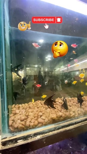 New fishes #aquarium #shortsfeed #fish #vlog #share #viral #viralvideo #youtubeshorts #ytshorts #yt