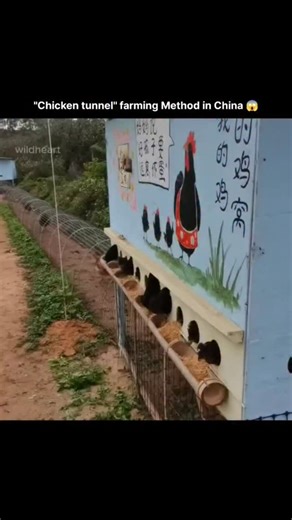 World_War on Instagram: "This post captures displays a "chicken tunnel" farming method, a sustainable integrated farming system where chickens are kept in long, covered wire mesh enclosures. This approach allows chickens to move and forage for insects and weeds within a controlled path, while protecting the surrounding crops from damage and predators. This method provides several benefits: Natural Pest and Weed Control: The chickens consume pests and weeds, reducing the need for chemical pestici