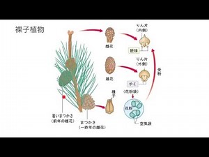 裸子植物の花のつくりとはたらき