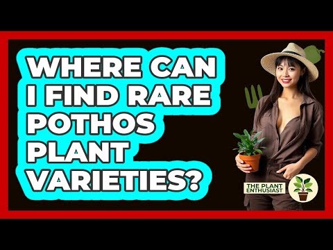Where Can I Find Rare Pothos Plant Varieties? - The Plant Enthusiast