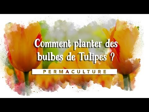 Comment planter des bulbes de tulipes ? 🌷