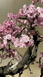 26K views · 840 reactions | Peak plum blossom time is NOW. We hope you can join the bees and come to visit these blooms. 1) Flowering Plum (Prunus x blireiana 'Moseri’); Original artist: Toichi Domoto; in training as a bonsai since 1973. 2) Flowering Plum (Prunus pissardii); Original artist: John Naka; in training as a bonsai since 1967. #floweringbonsai #sakura #floweringplum #bonsai | Pacific Bonsai Museum | Facebook