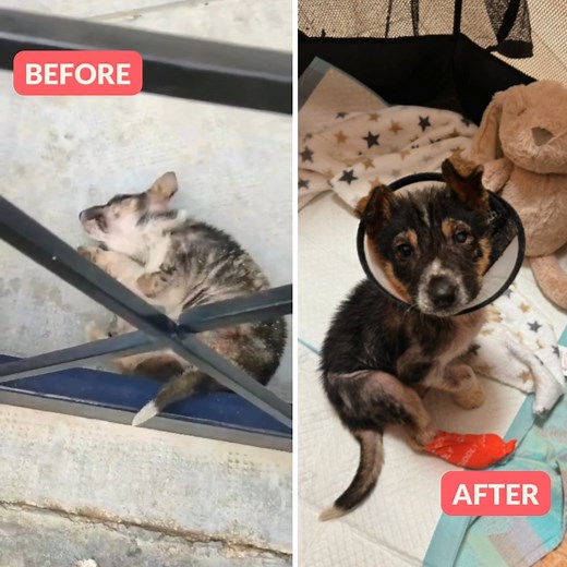 WE HAVE AN UPDATE ON MULAN: We posted Mulan this Monday, her story is just as horrific as the before video. At only 2mo old this baby girl was assaulted & stomped on by vicious kids...⁠ ⁠ BUT TODAY: Mulan has left the hospital and has been resting in an incubator at APC. She’s becoming more playful by the day. We ensure you, she gets her playtime outside the incubator, just the way she loves it!⁠ ⁠ Mulan had finally her first bath with a medical shampoo to treat her scabies - and guess what? She