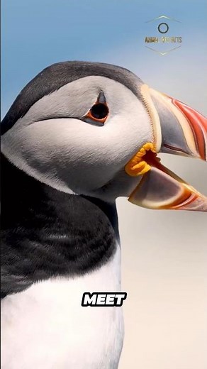 Puffins | The Colorful Clumsy Bird