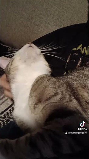 🐈 The famous Linx from: Linx and Friends Cat Rescue" 🐈 | #cat #catrescue #rescue #animals #shorts