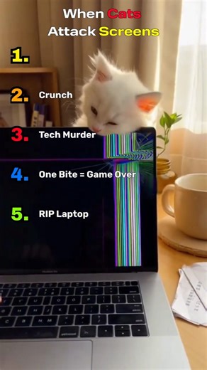 When Cats Attack Screens