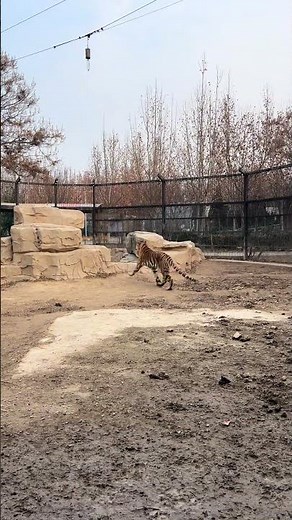 Powerful tiger leaps to grab hanging meat at zoo in Henan, China