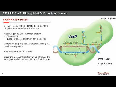 A Workflow for Knock-in Genome Editing: Simplified