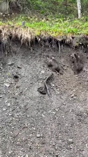 Remember how your mom used to watch you from a distance to see if you could handle the world on your own? On a naked incline of ochre soil at the lip of a Carpathian forest, two bear cubs stall like unfinished sentences, their small bodies trembling with the arithmetic of gravity. Above them, the mother stands half veiled between fir trunks, a dark punctuation mark in the green cathedral, pretending indifference while measuring their resolve with the ancient patience of the mountains. The earth 