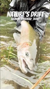 🎷Playin’ just 2 play 🎰 Steelhead #fishing #washington #troutfishing #steelheadfishing