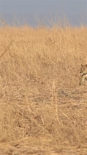 32K views · 271 reactions | Life-or-death race! Who will come out on top: a fierce lioness or a speedy warthog? Place your bets and watch till the very end. @daniel_charles_bailey caught this insane showdown in the Mababe Depression. Mababe Depression, Botswana Photographer Credit:- @daniel_charles_bailey @oryxphototours | Wild Lions | Facebook