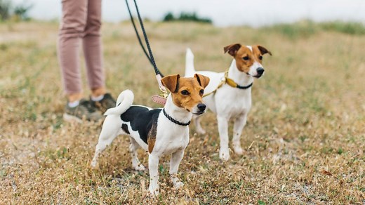 Alabama Rot - symptoms of deadly dog disease as cases surge in UK