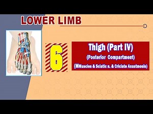 𝟎𝟔. 𝐓𝐡𝐢𝐠𝐡 (𝐈𝐕) (𝐏𝐨𝐬𝐭𝐞𝐫𝐢𝐨𝐫 𝐜𝐨𝐦𝐩𝐚𝐫𝐭𝐦𝐞𝐧𝐭) (𝐇𝐚𝐦𝐬𝐭𝐫𝐢𝐧𝐠 𝐦𝐮𝐬𝐜𝐥𝐞𝐬 + 𝐒𝐜𝐢𝐚𝐭𝐢𝐜 𝐧𝐞𝐫𝐯𝐞 + 𝐂𝐫𝐮𝐜𝐢𝐚𝐭𝐞 𝐚𝐧𝐚𝐬𝐭𝐨𝐦𝐨𝐬𝐢𝐬) 🦵