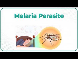 Malaria Parasite Lifecycle Animation🦟 Clinical manifestations, Complications, Diagnosis & Treatment