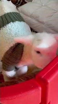 Goat.exe Has Crashed 😂🐐 goat goats goatsoftiktok funny cute pet usa