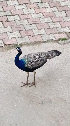 SHOCKING RARE SIGHT! Featherless Peacock Found in Backyard, Vadodara |What Happened to its Feathers?