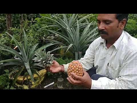 Pineapple ki kheti | or lakho rupees kese kamaye 💐 | pineapple kese lagaye