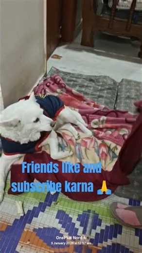 Cute baby 🥰#shortviral #cuteanimals #shortsfeed #funny #shortvideo