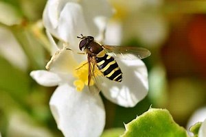 How to Get Rid of Hover Flies - 11 Ways (Patio, garden, Circling fly)