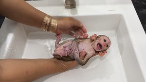 61K views · 1.1K reactions | BB Monkey Katy Just Adoption In First Day | Monkey Daily | Facebook