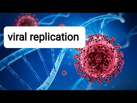 Viral Replication Explained 🦠 | Steps of Virus Life Cycle | Easy Biology @BioScholarHub
