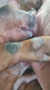 3.9K views · 63 reactions | Prânzul plin de lapte plin pe bot 藍 | Microferma Armean | Facebook