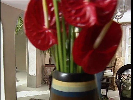 117. Destilando Amor